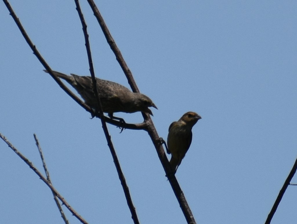 Indigo Bunting - ML621170420
