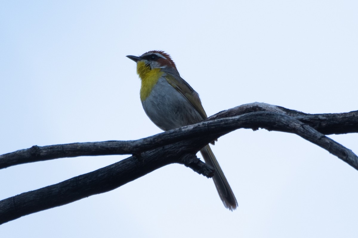 Rufous-capped Warbler - ML621170442