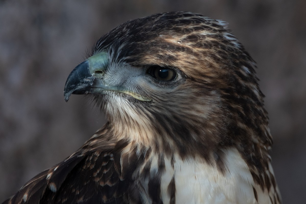 Red-tailed Hawk - ML621170456