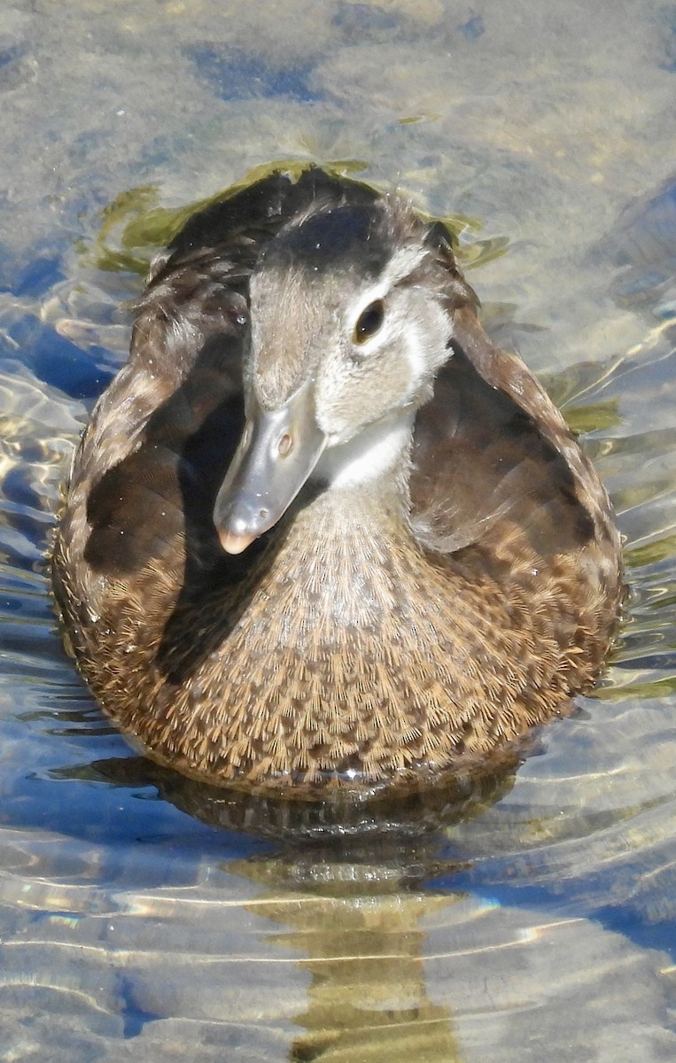 Wood Duck - ML621170465