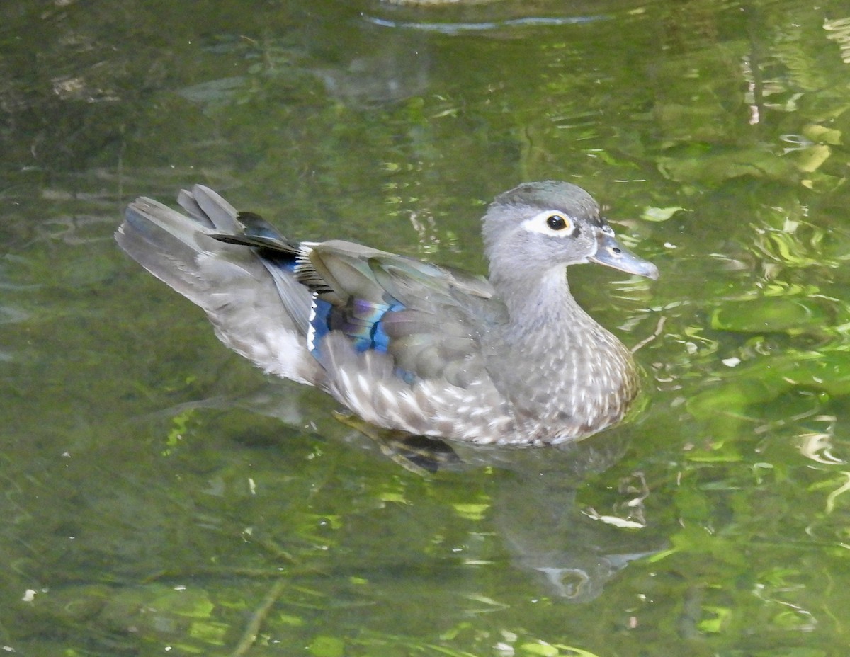 Wood Duck - ML621170466