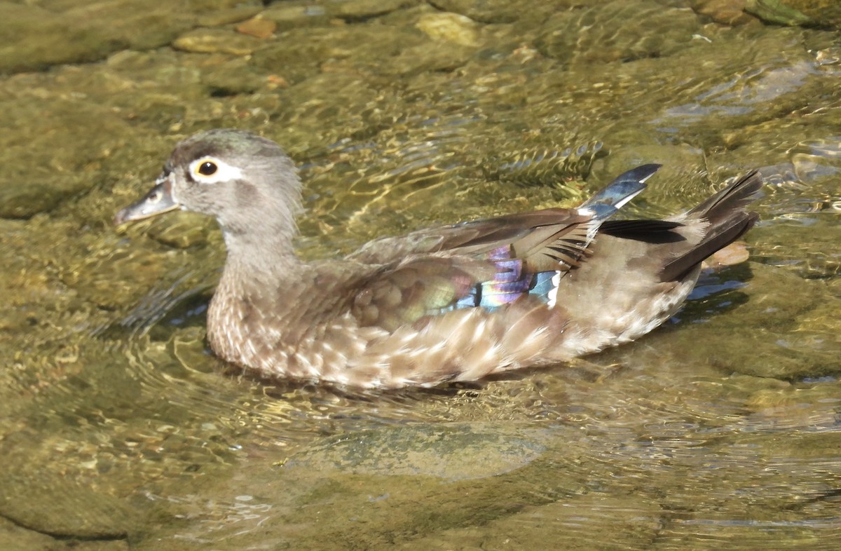 Wood Duck - ML621170467