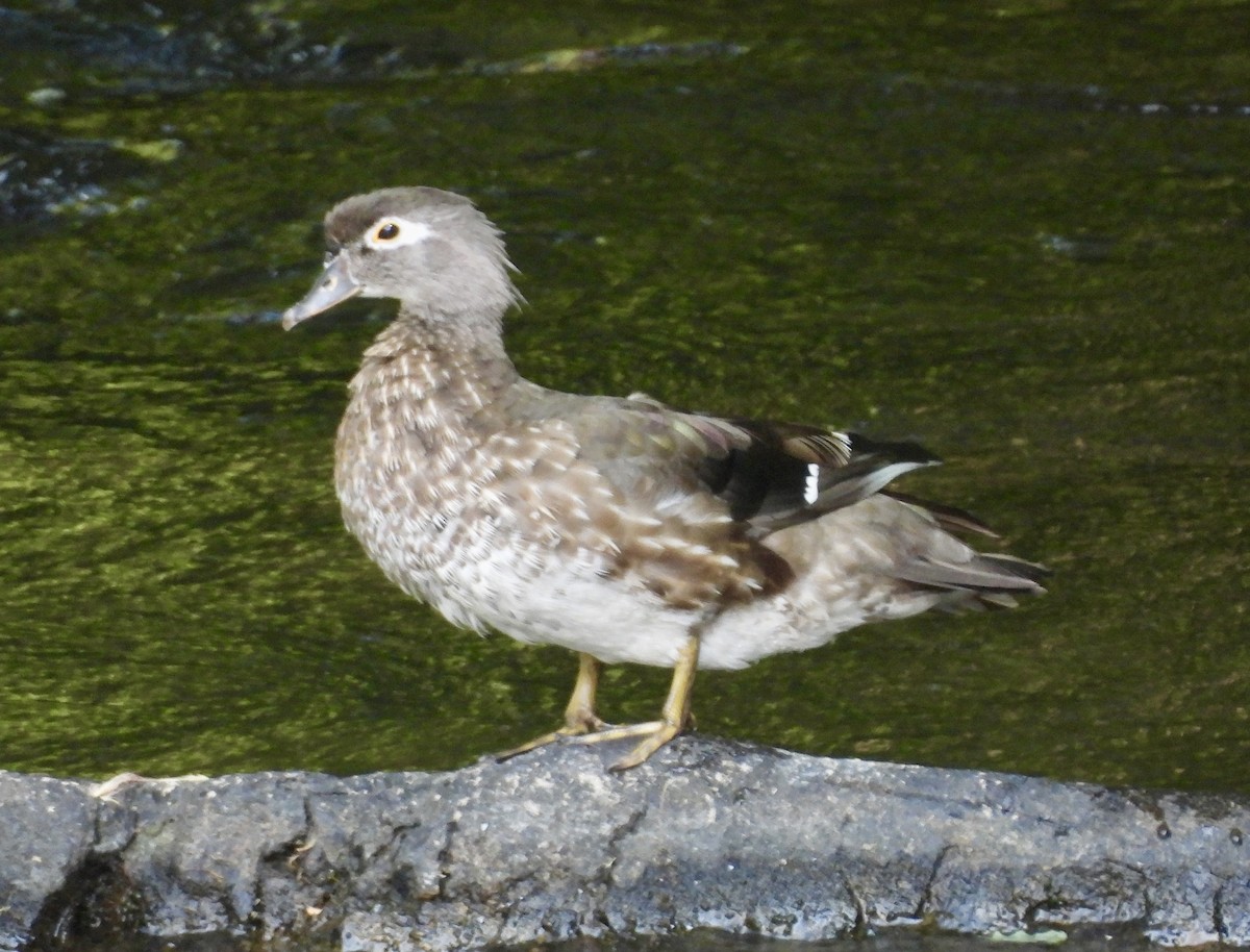 Wood Duck - Theresa Edwards