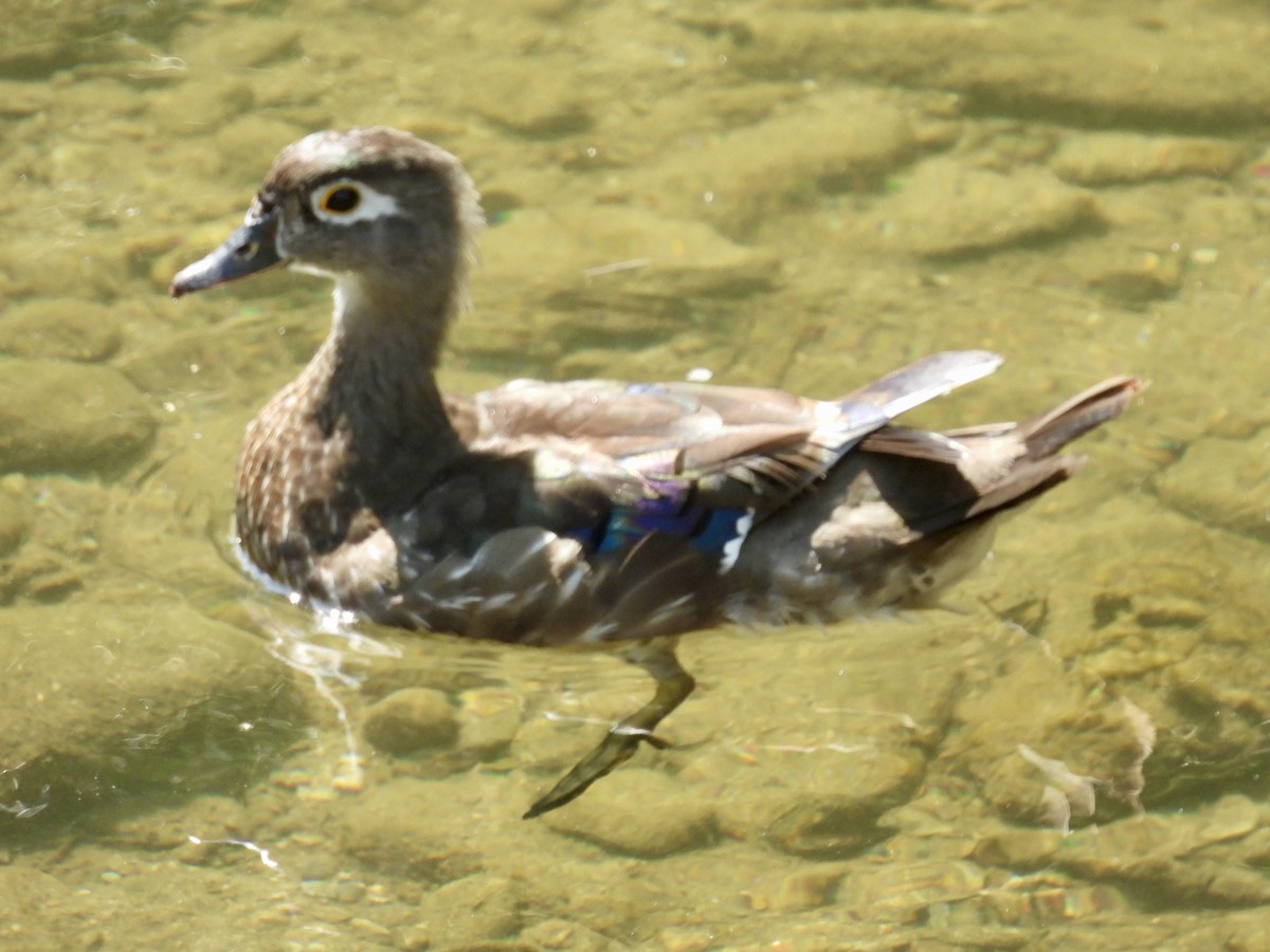 Wood Duck - ML621170469