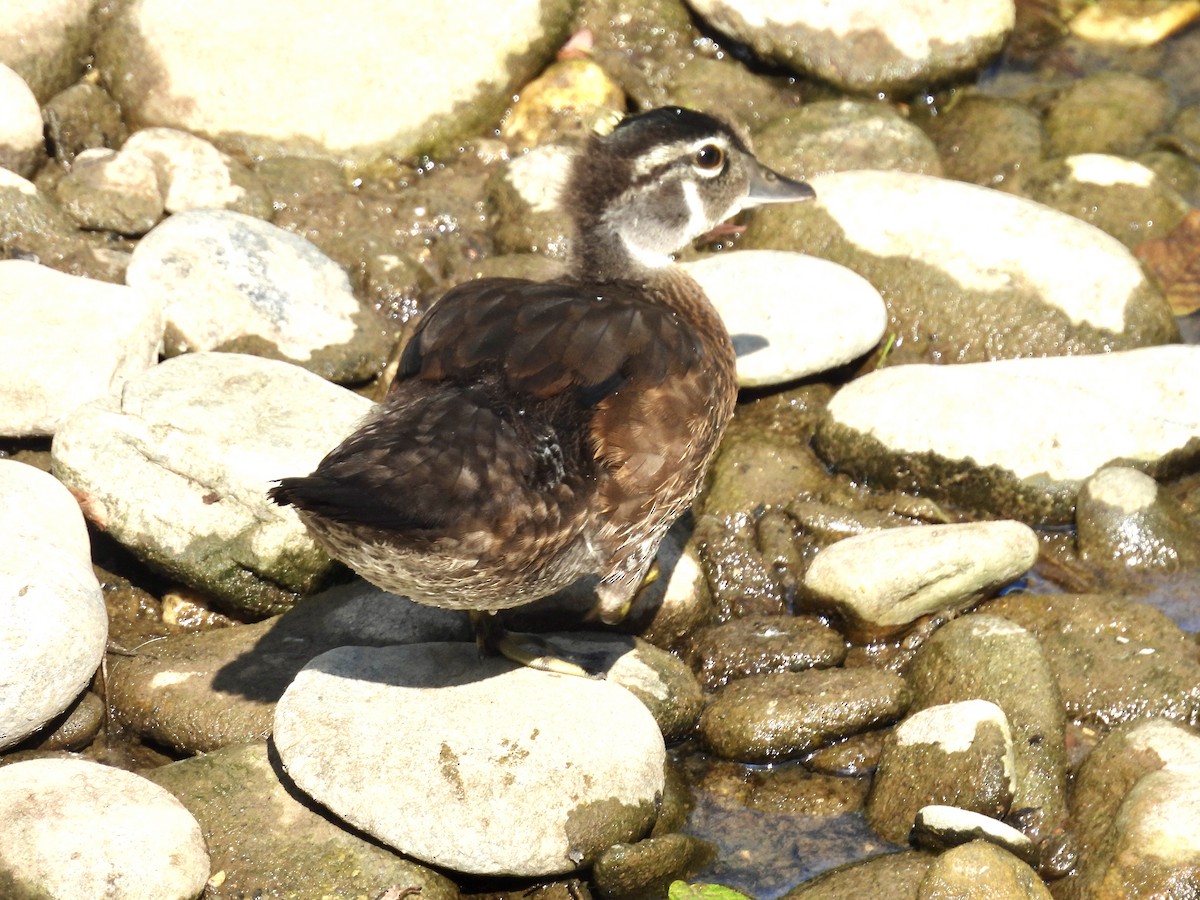 Wood Duck - ML621170470