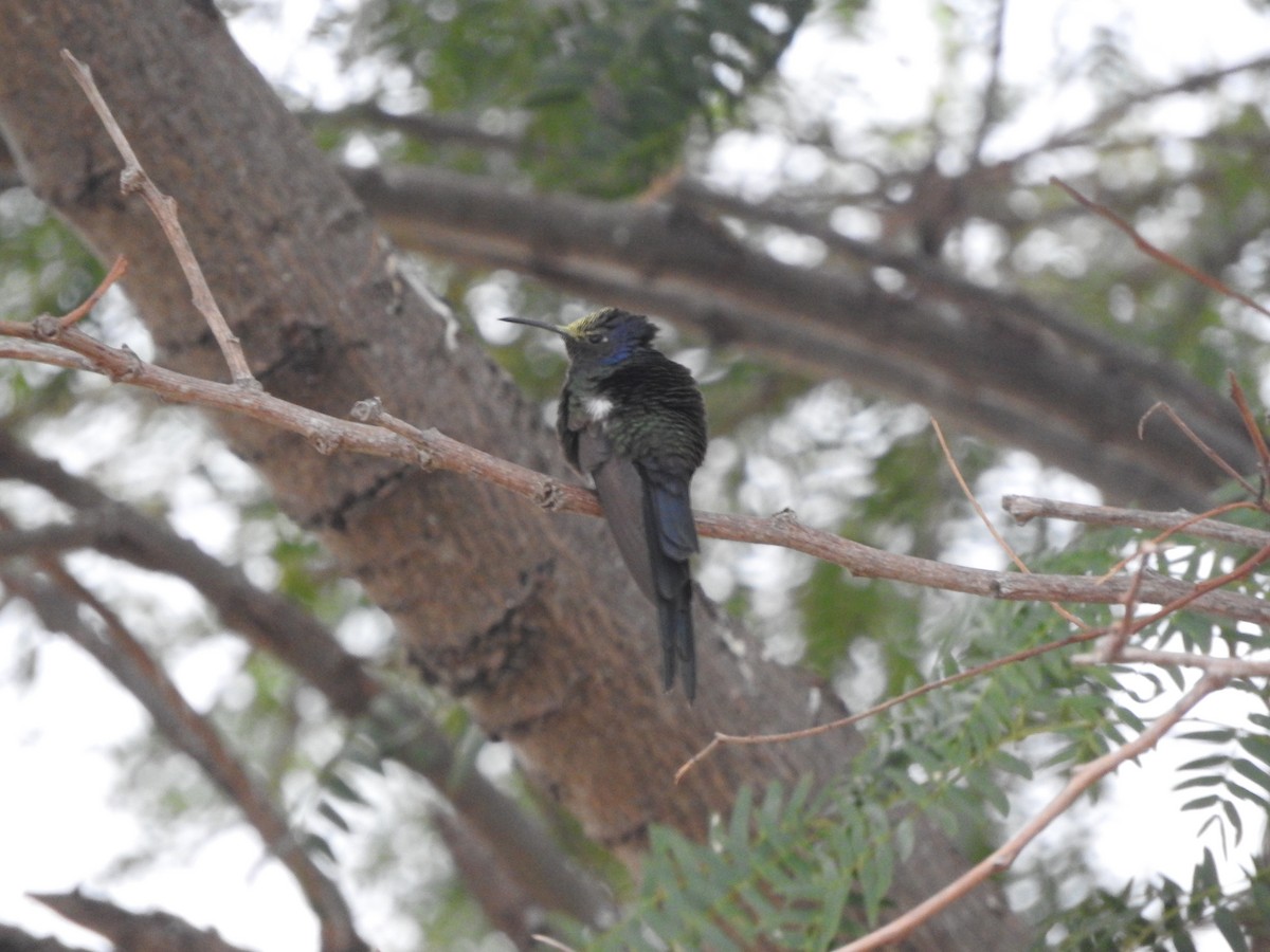 Swallow-tailed Hummingbird - ML621170483