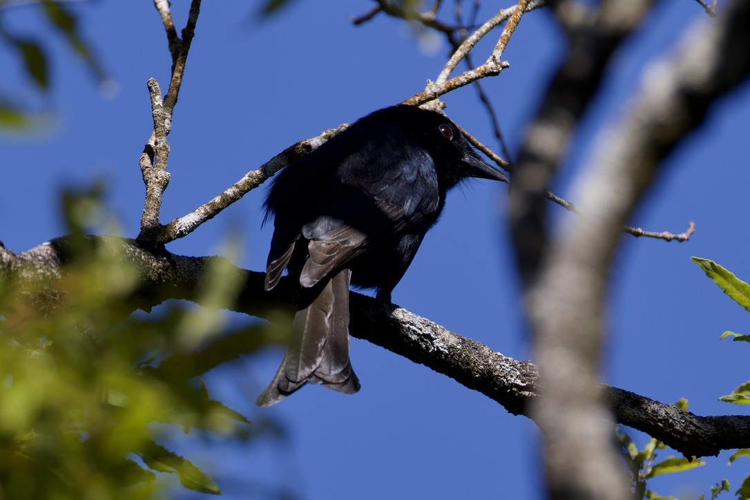 Drongo de Grande Comore - ML621170499