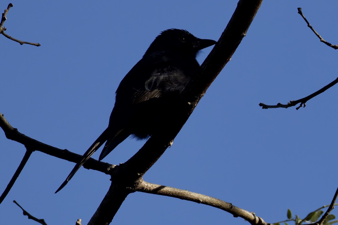 Drongo de Grande Comore - ML621170500