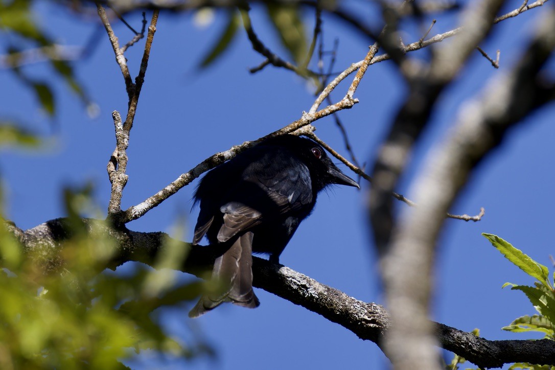 Drongo de Grande Comore - ML621170501