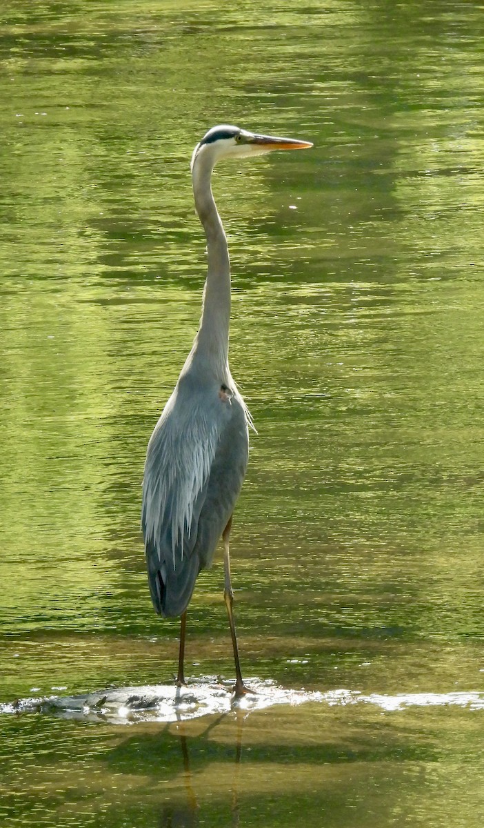 Great Blue Heron - ML621170506
