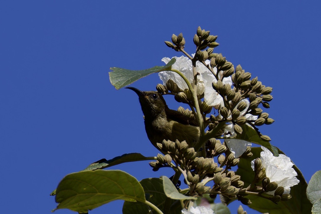 Humblot's Sunbird - ML621170510