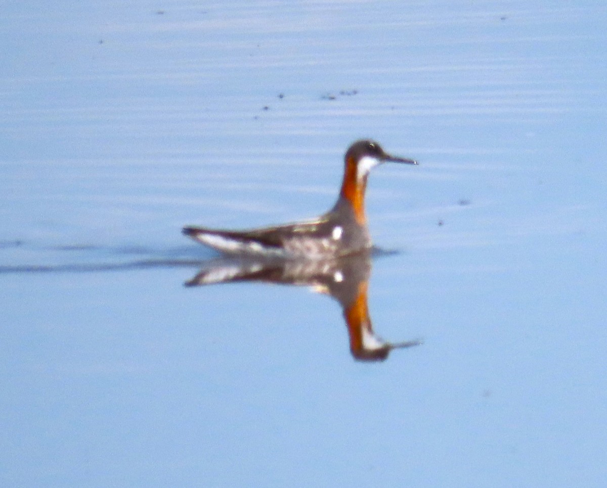 Red-necked Phalarope - ML621170511