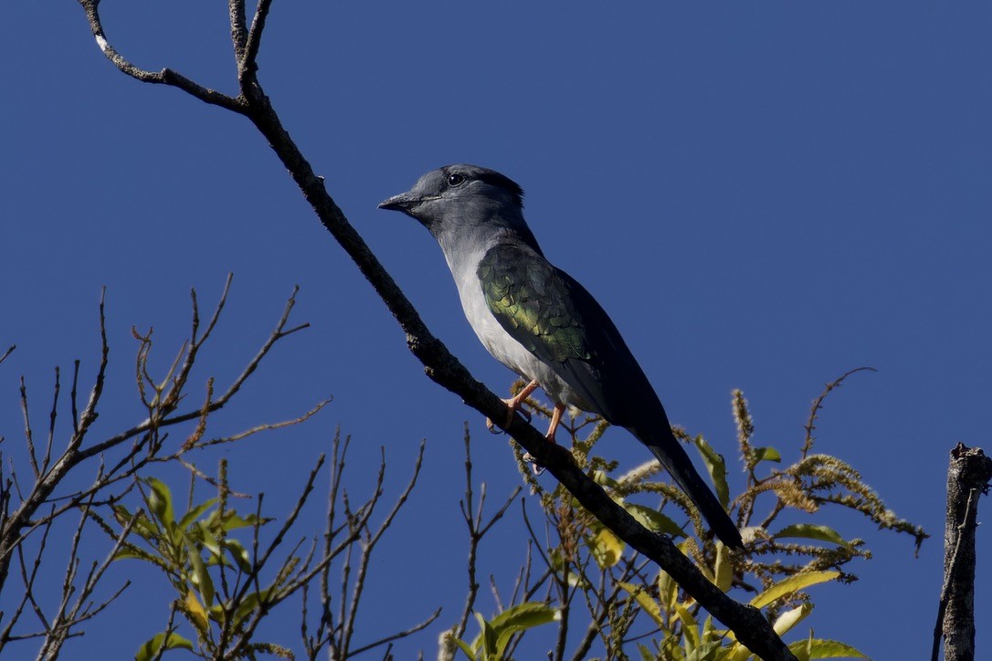 Cuckoo-roller - ML621170518