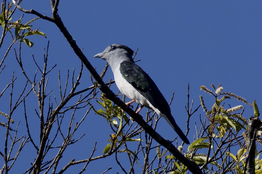 Cuckoo-roller - ML621170522