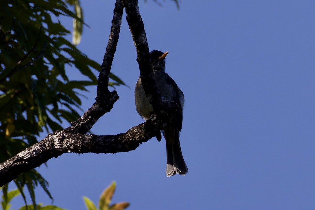 Bulbul des Comores - ML621170535