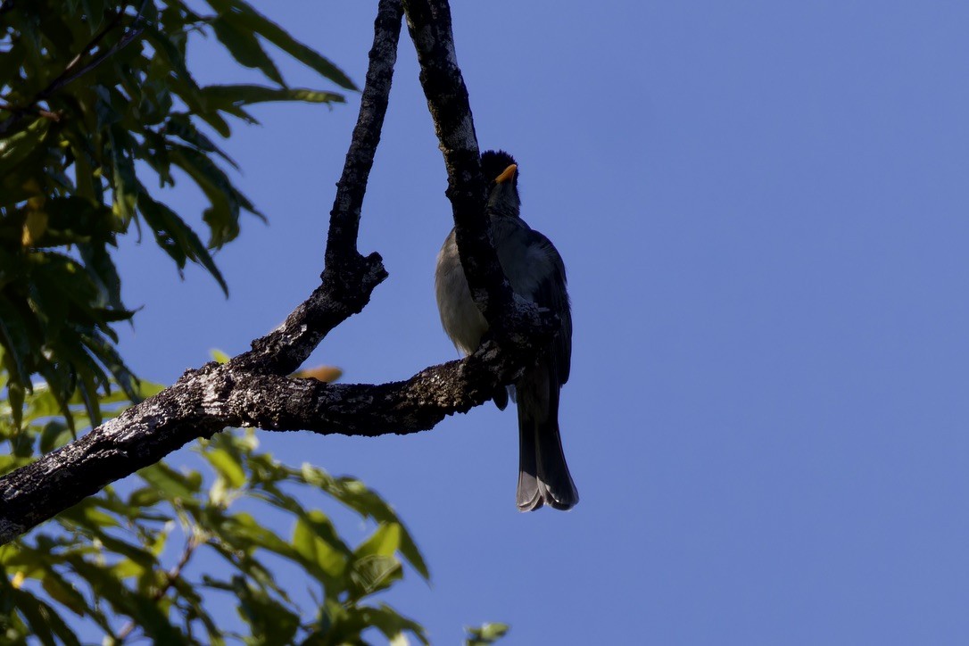 Bulbul des Comores - ML621170536