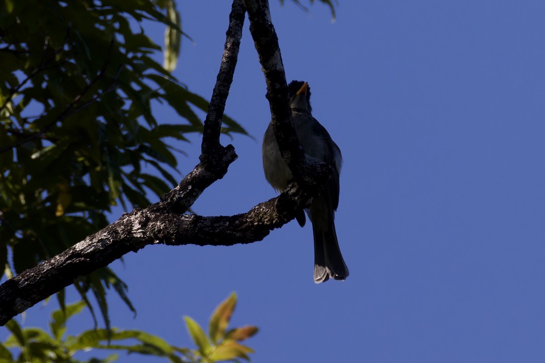 Bulbul des Comores - ML621170537