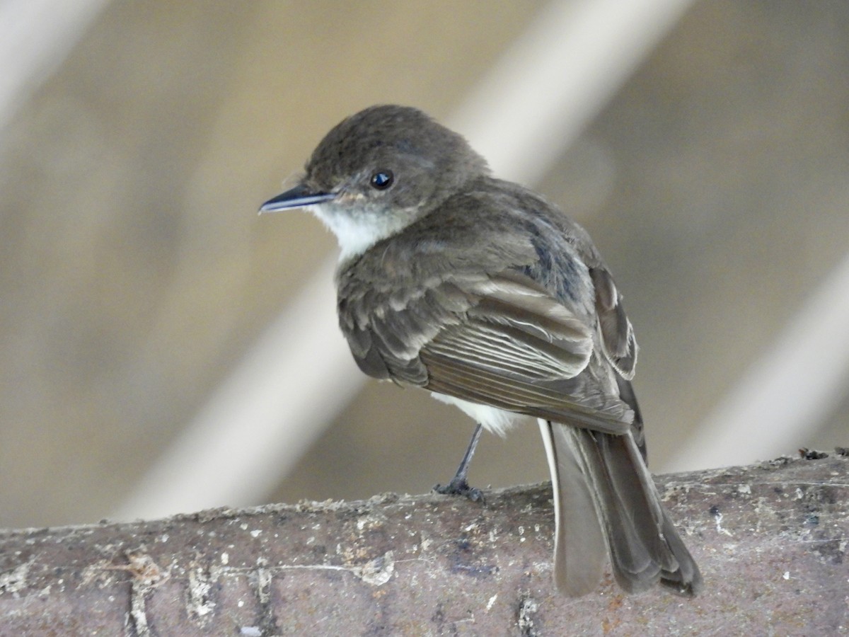 Eastern Phoebe - ML621170538