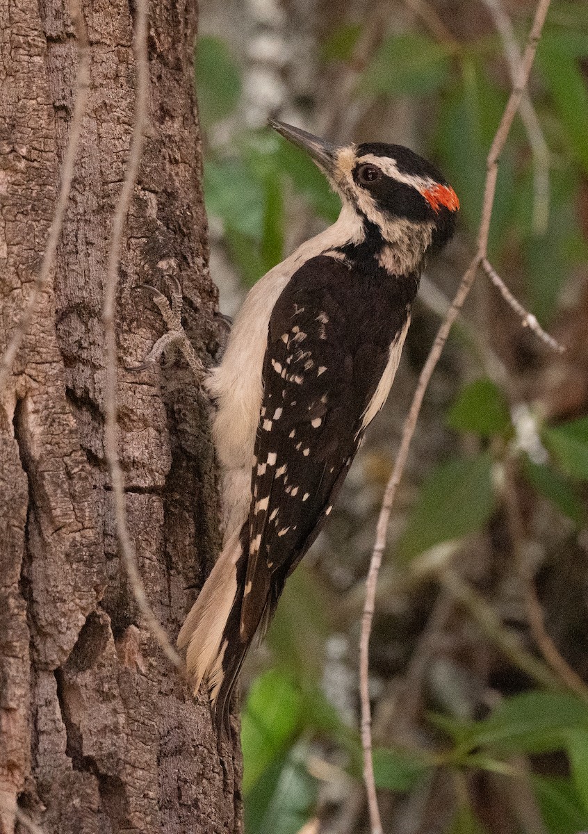 Hairy Woodpecker - ML621170555