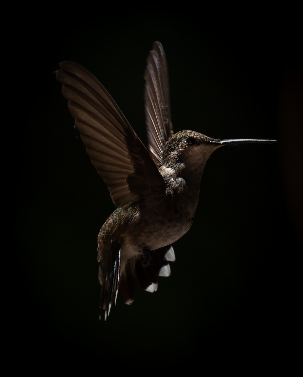 Black-chinned Hummingbird - ML621170560