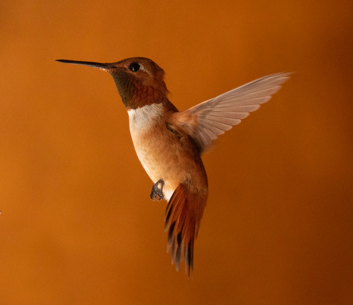 Rufous Hummingbird - ML621170568
