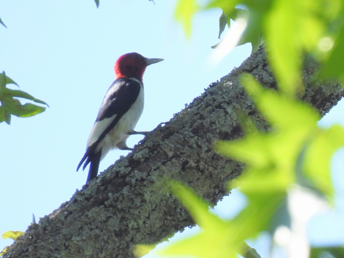 Red-headed Woodpecker - ML621170585