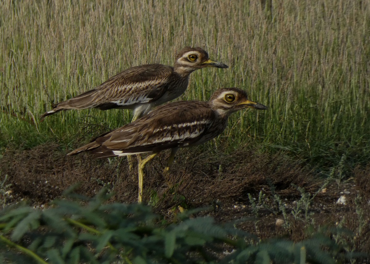 Indian Thick-knee - ML621170596