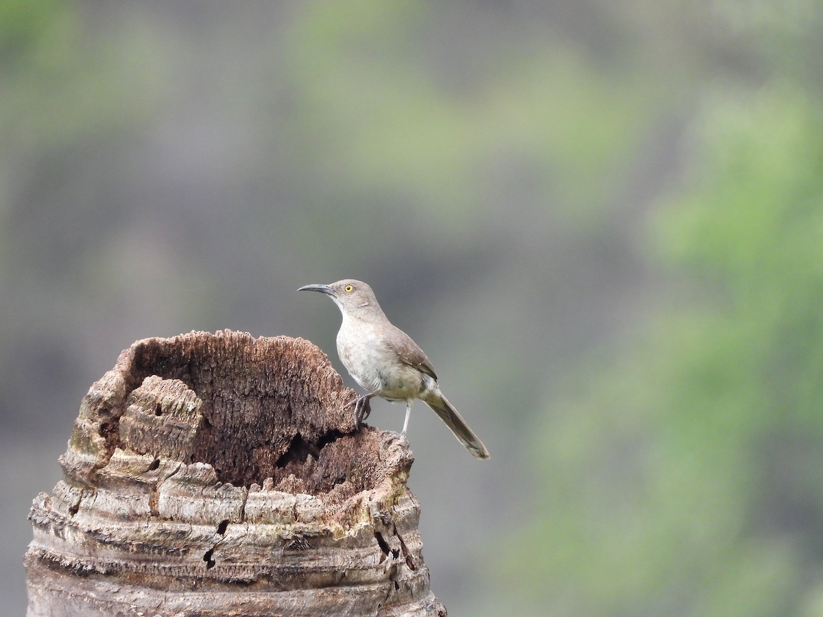 Curve-billed Thrasher - ML621170599