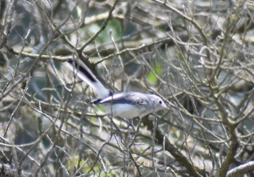 Blue-gray Gnatcatcher - ML621170601