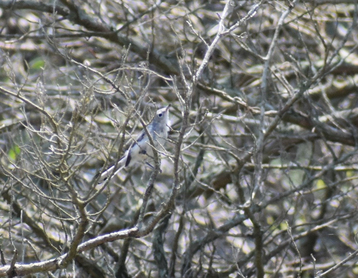 Blue-gray Gnatcatcher - ML621170602