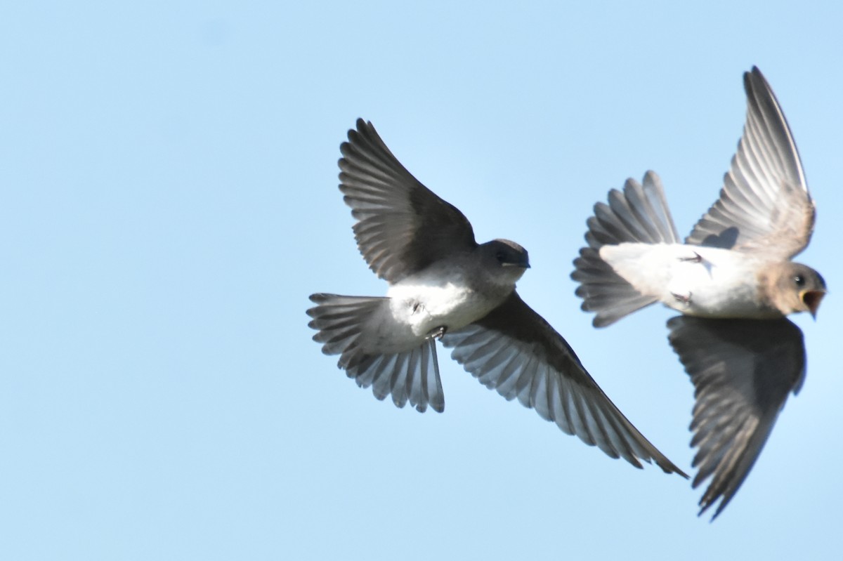 Northern Rough-winged Swallow - ML621170622
