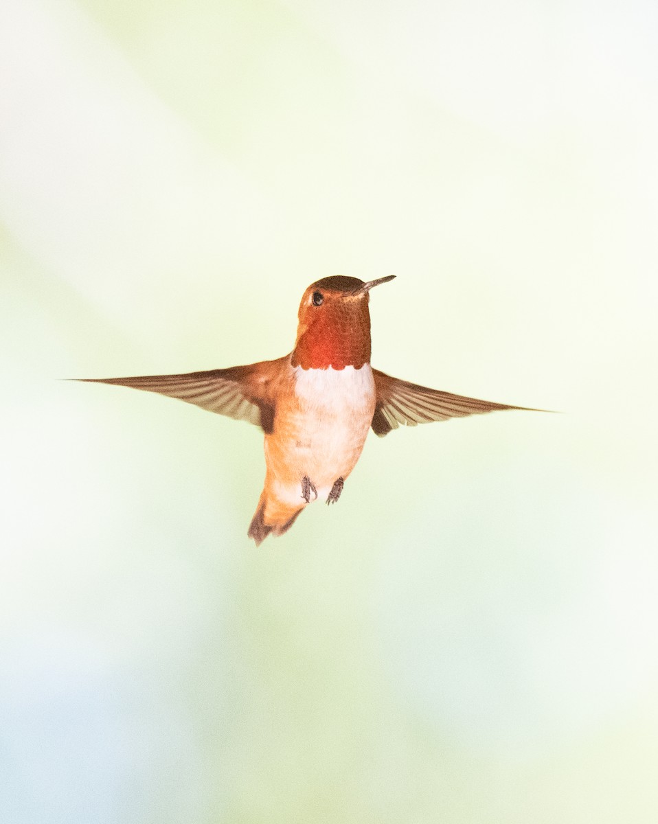 Rufous Hummingbird - ML621170638