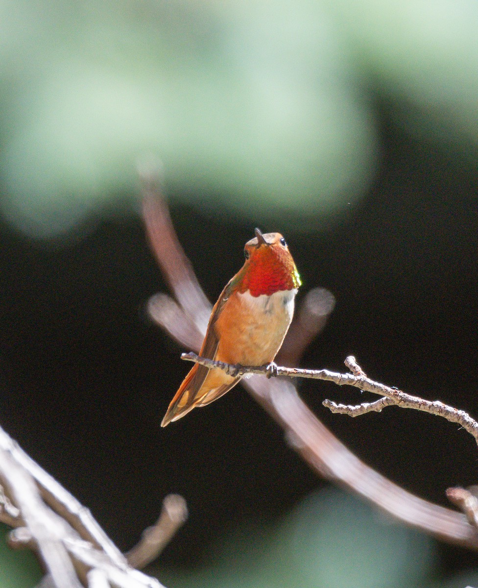 Rufous Hummingbird - ML621170644