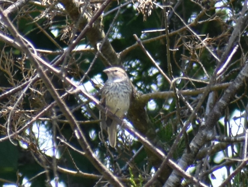 Chipping Sparrow - ML621170646