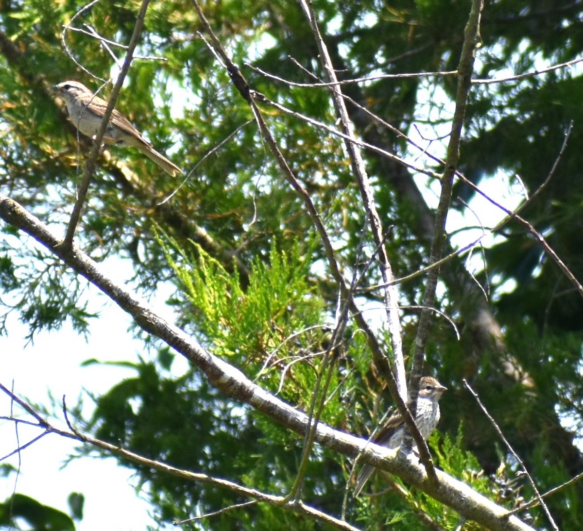 Chipping Sparrow - ML621170647