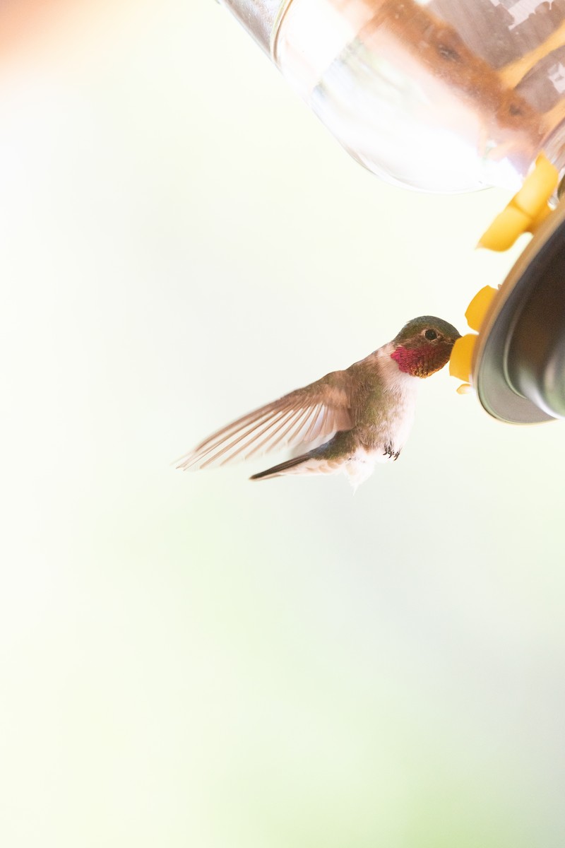 Broad-tailed Hummingbird - ML621170684