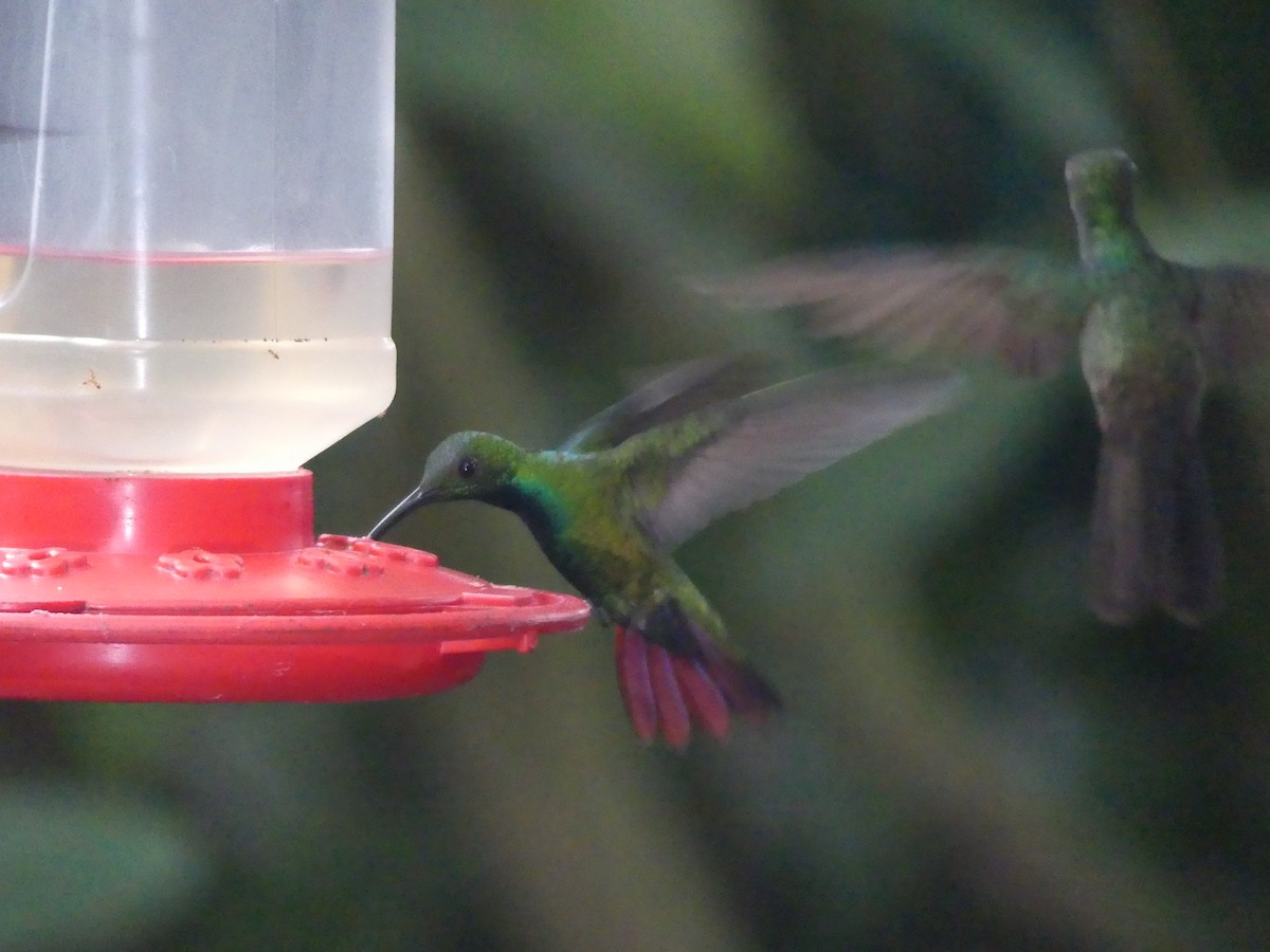 kolibřík lesklý - ML621170685