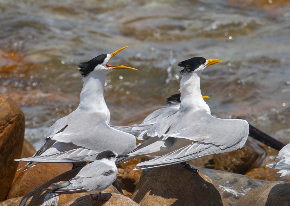 Great Crested Tern - ML621170689