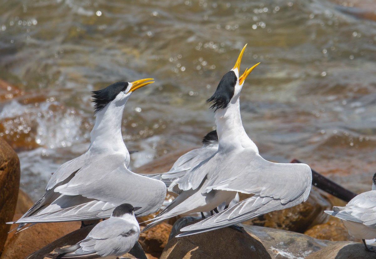 Great Crested Tern - ML621170697