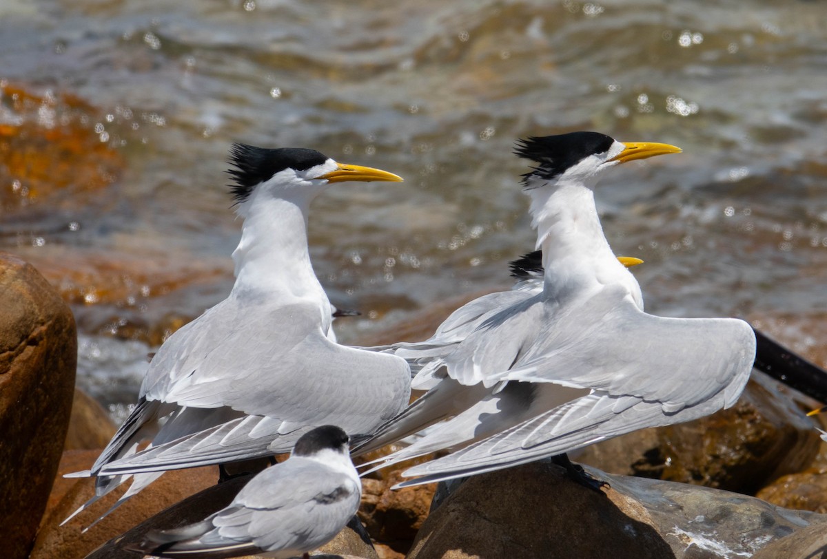 Great Crested Tern - ML621170700