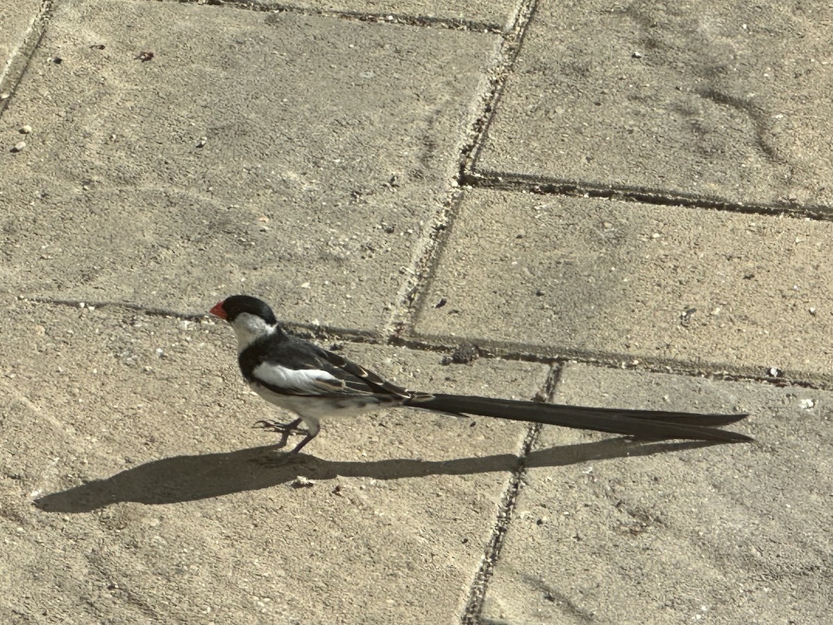 Pin-tailed Whydah - ML621170703