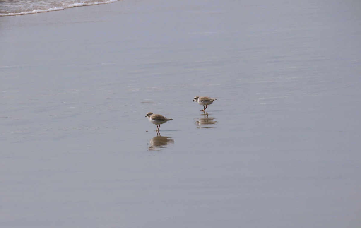 Piping Plover - ML621170705