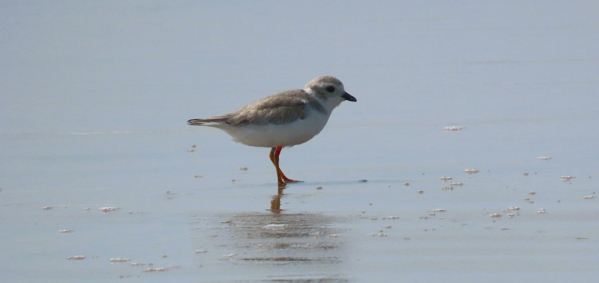 Piping Plover - ML621170706