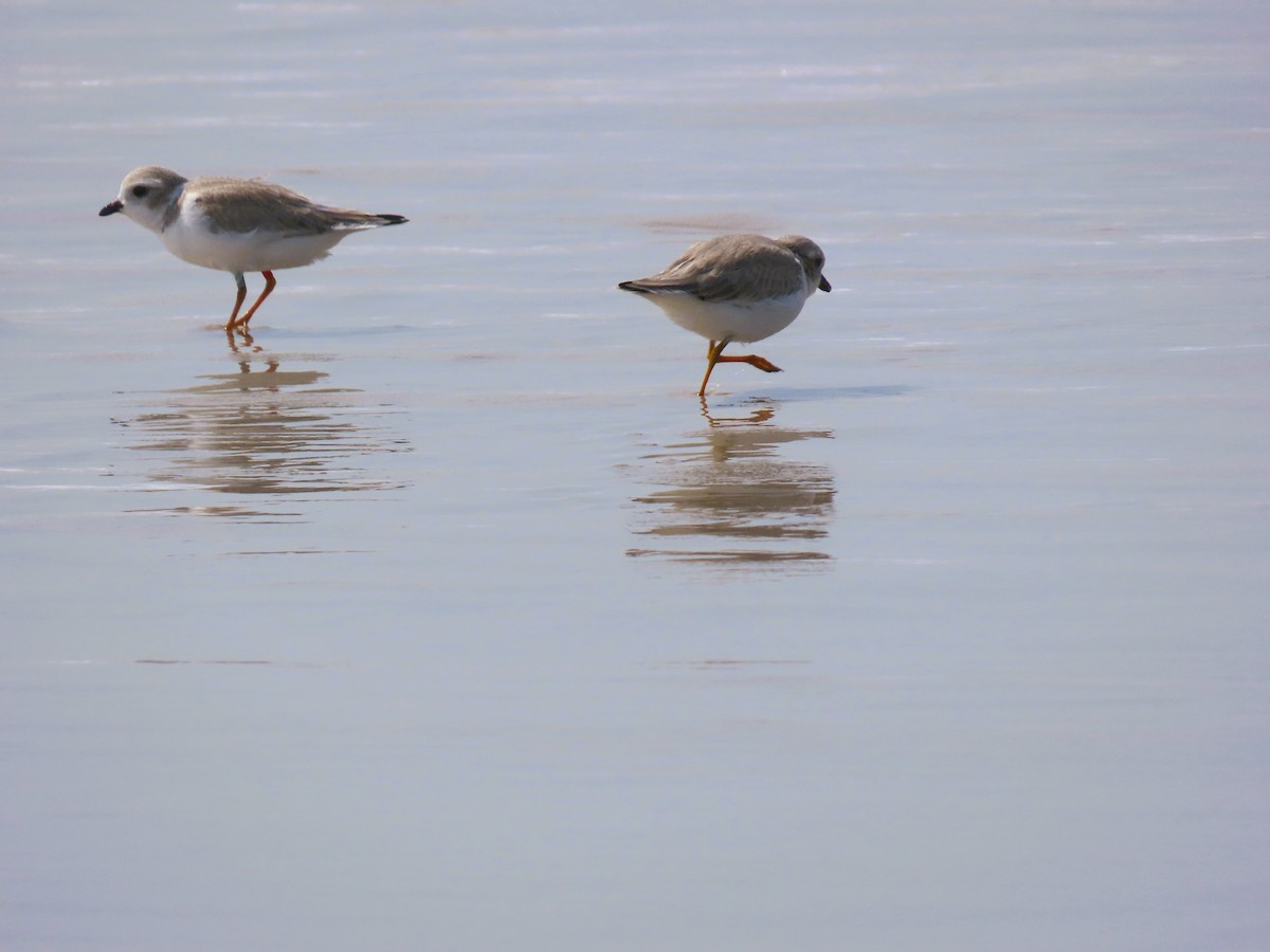 Piping Plover - ML621170707