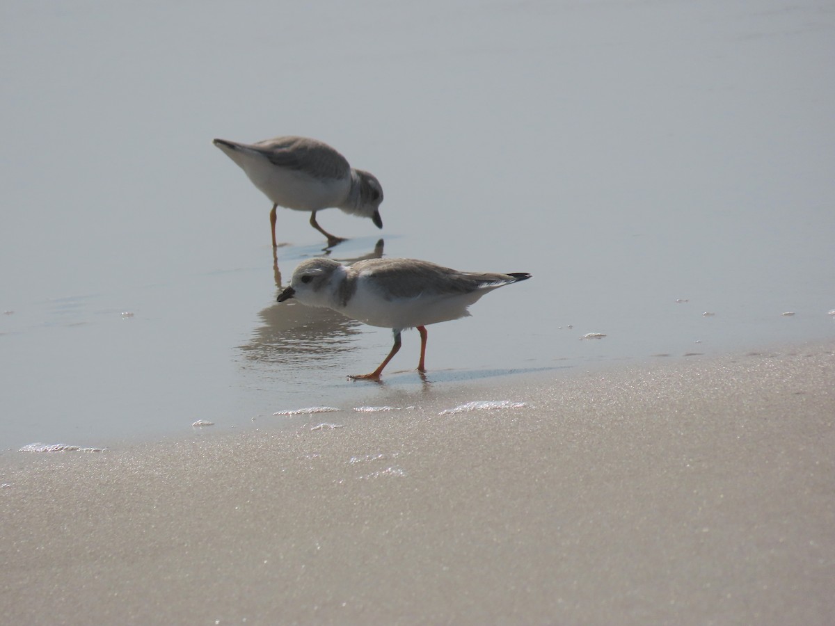 Piping Plover - ML621170708
