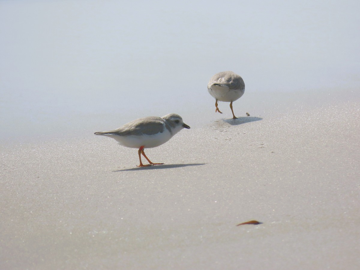 Piping Plover - ML621170709
