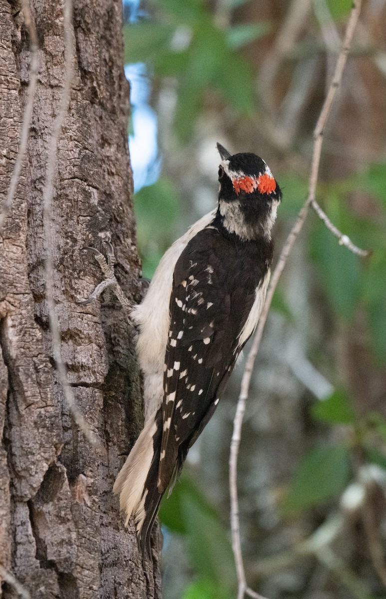 Hairy Woodpecker - ML621170712