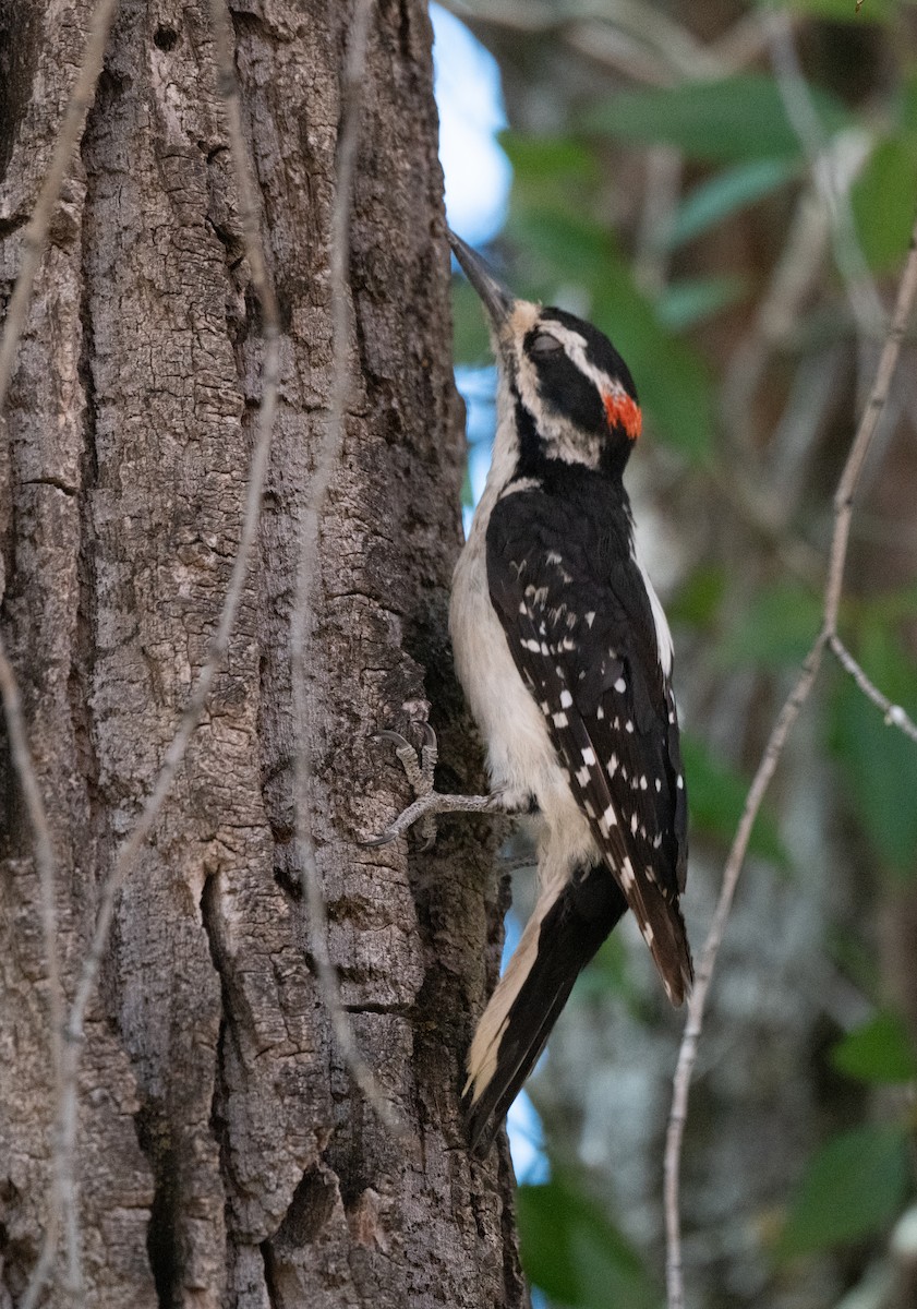 Hairy Woodpecker - ML621170714