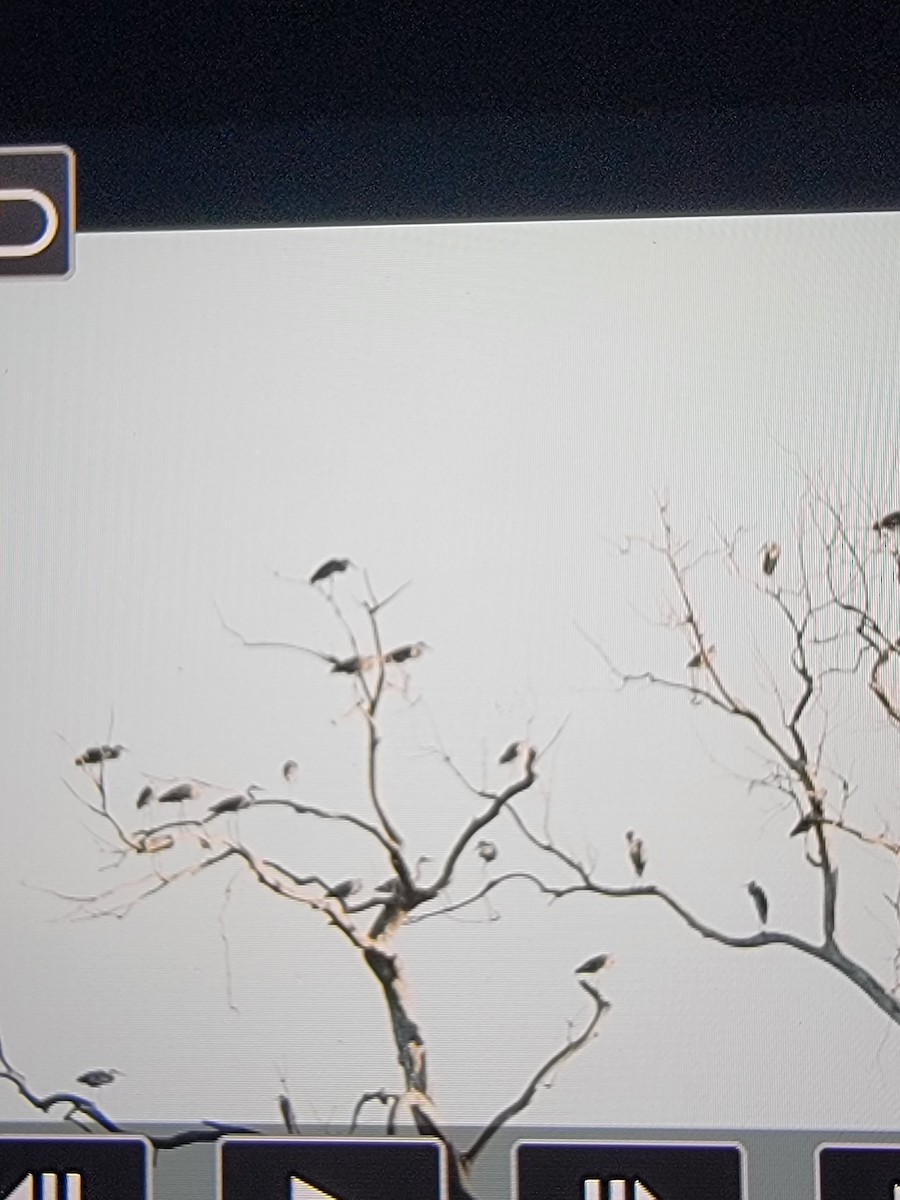 Great Blue Heron - ML621170724