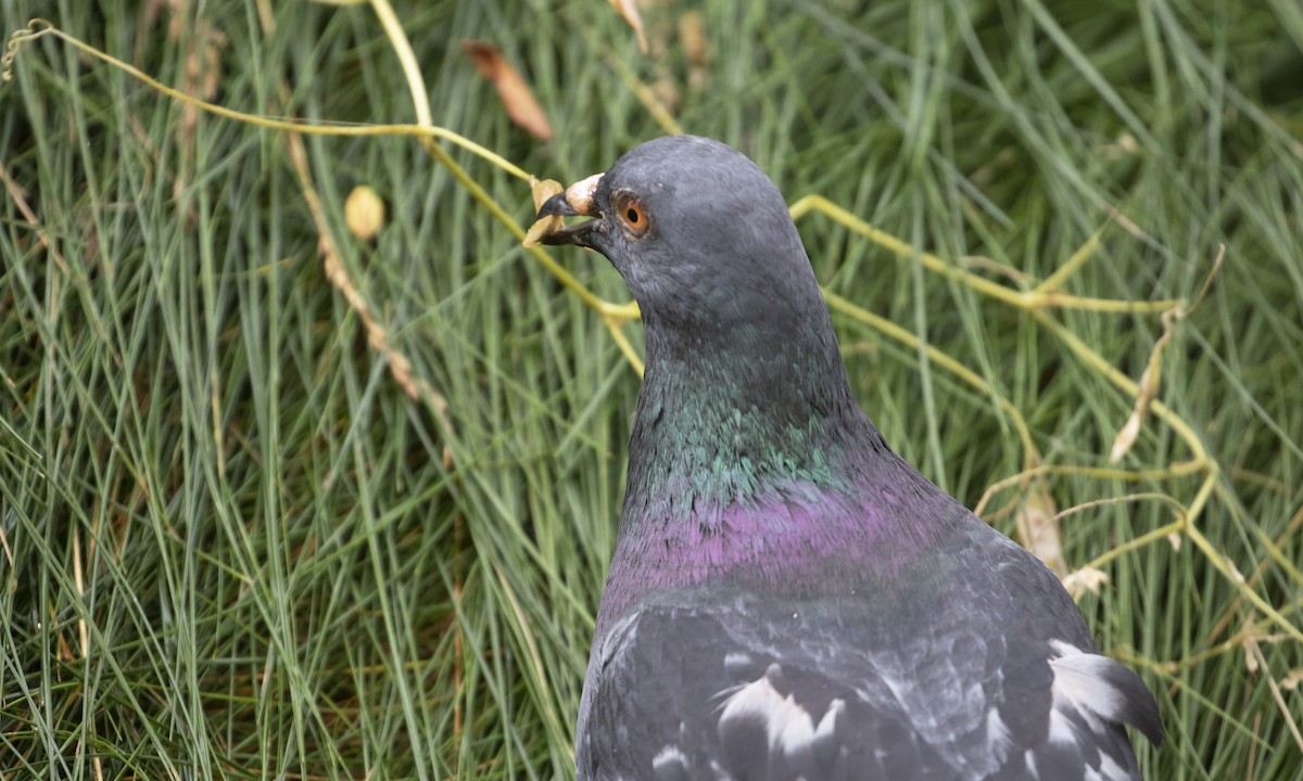 Rock Pigeon (Feral Pigeon) - ML621170744